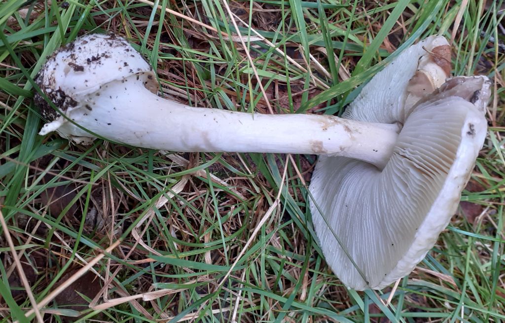 Amanita phalloides (Vaill. ex Fr.) Link