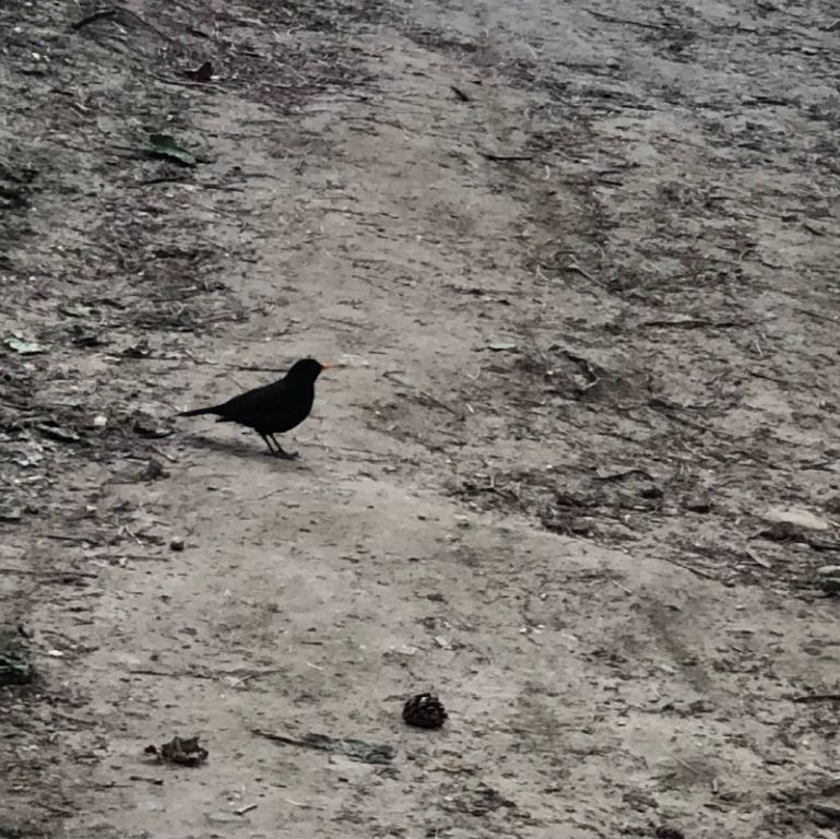 Turdus merula Linnaeus, 1758