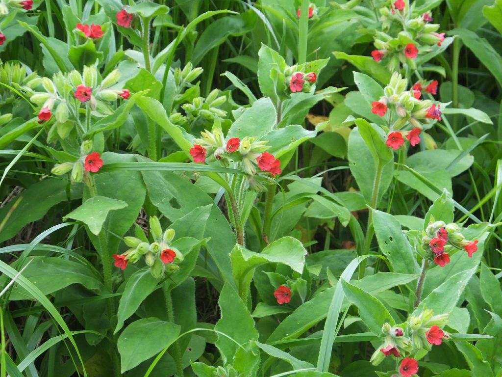 Pulmonaria filarszkyana Jáv.