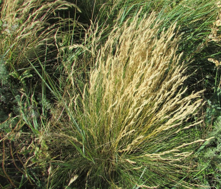 Koeleria macrantha (Ledeb.) Schult.