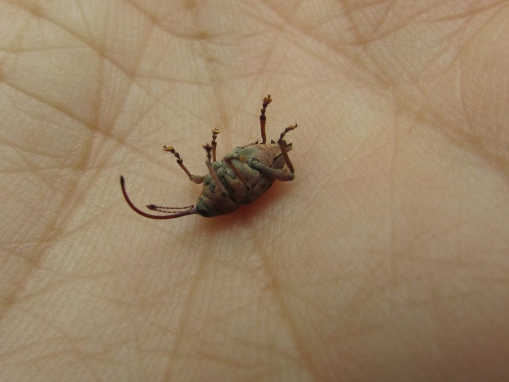 Curculio glandium Marsham, 1802
