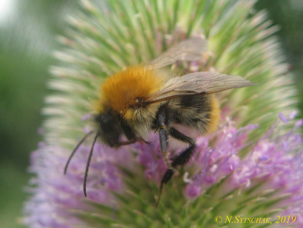Bombus pascuorum (Scopoli, 1763)