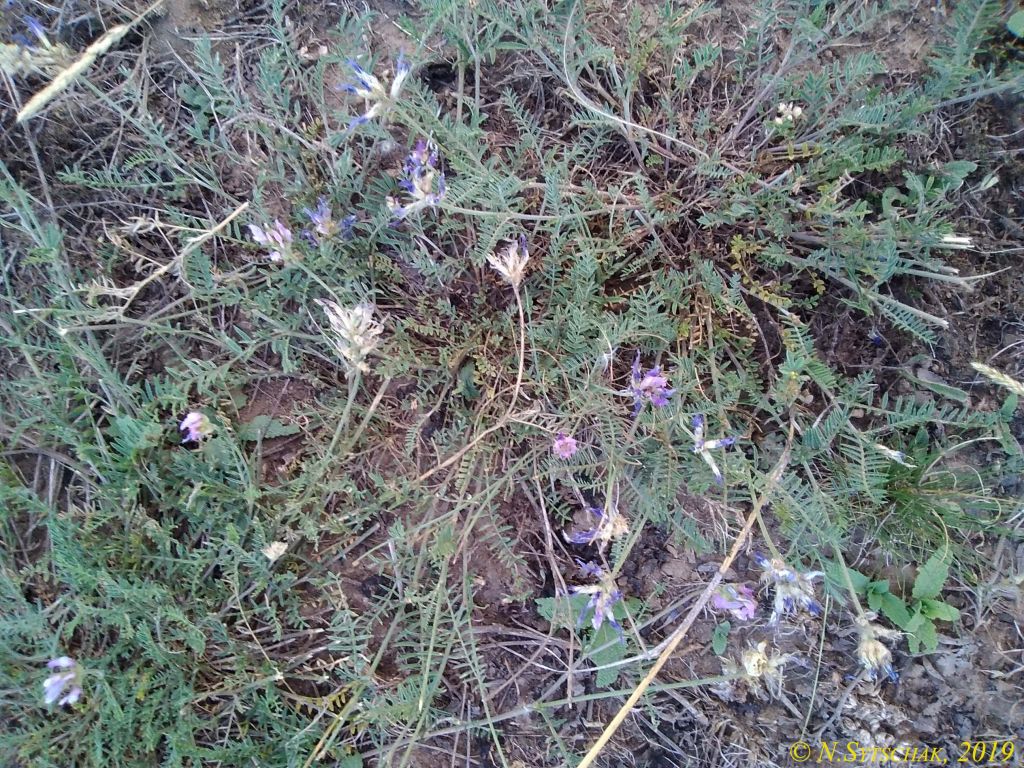 Astragalus onobrychis L.