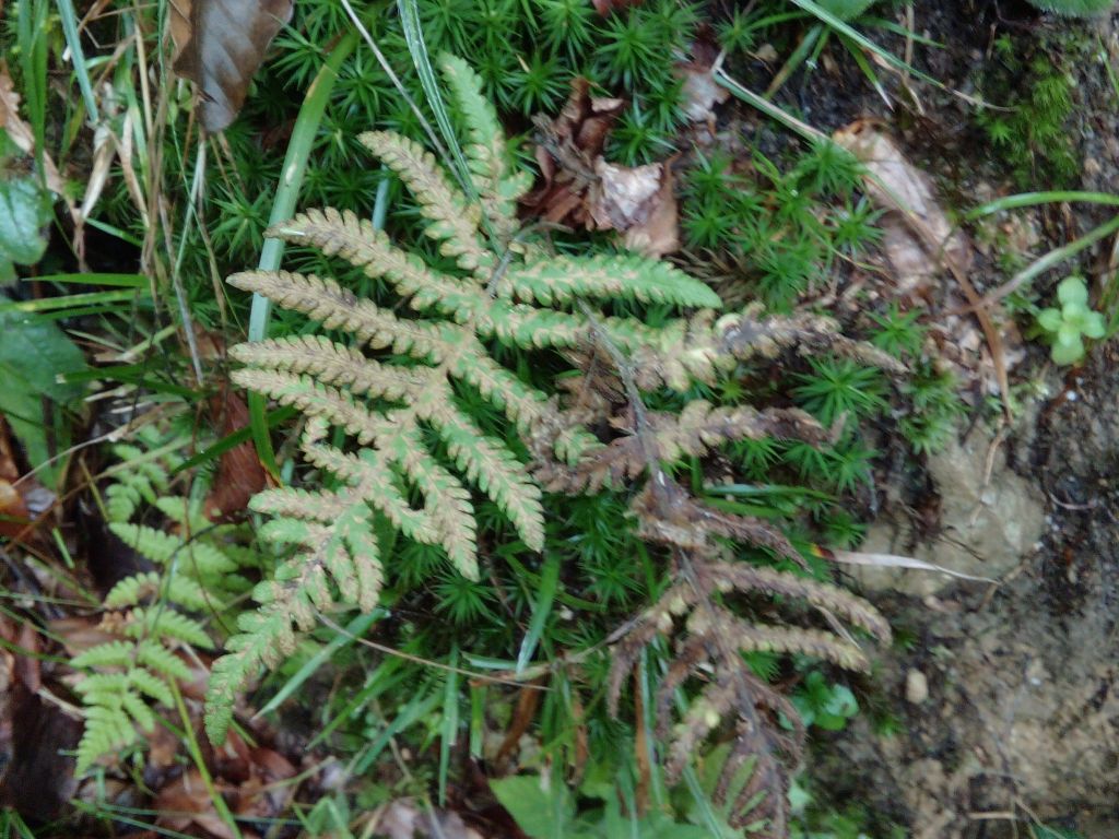 Phegopteris connectilis (Michx.) Watt
