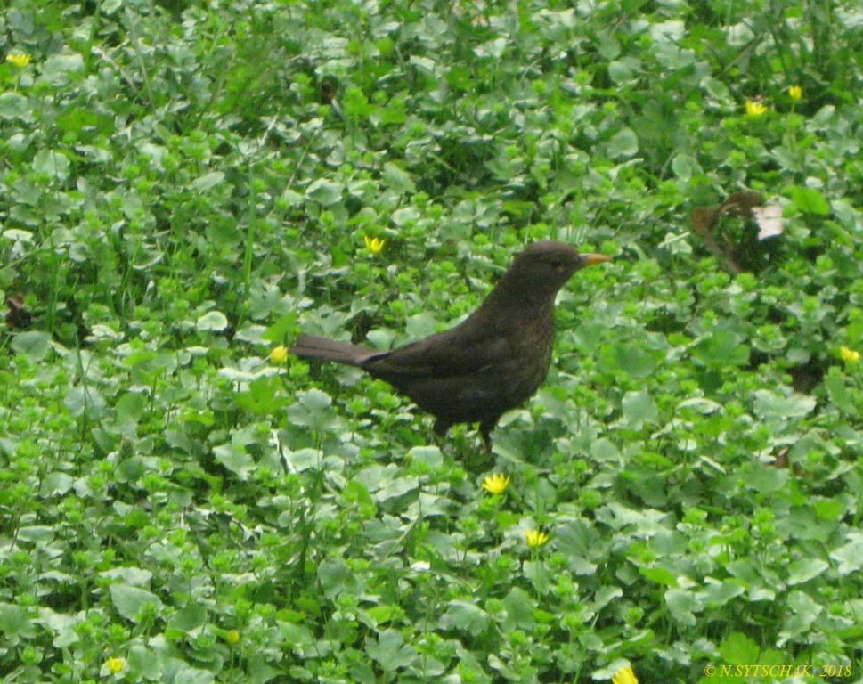 Turdus merula Linnaeus, 1758