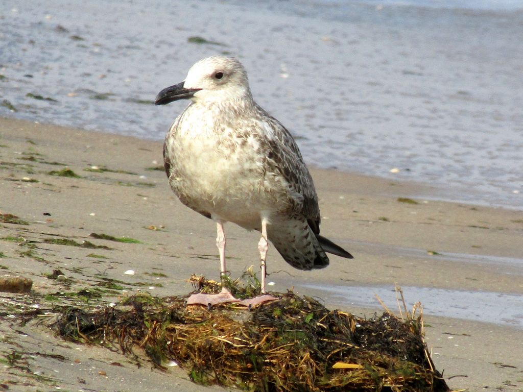 Larus cachinnans Pallas, 1811