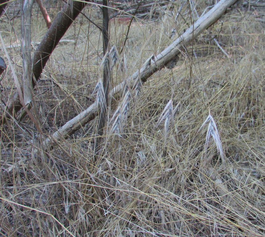 Bromus sterilis L.