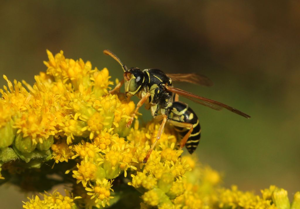 Polistes nimpha (Christ, 1791)