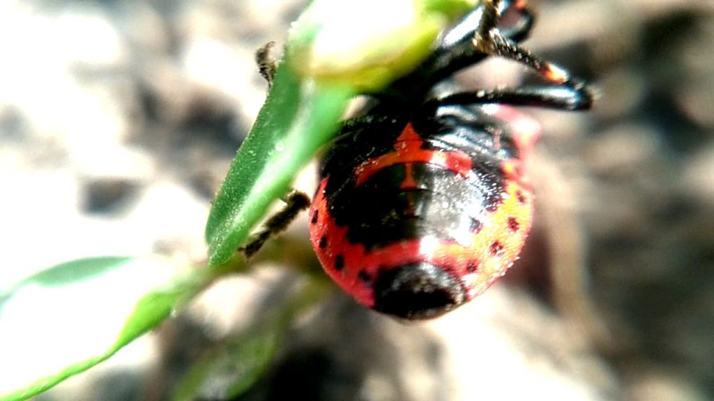 Perillus bioculatus (Fabricius, 1775)