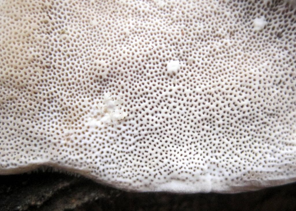 Trametes hirsuta (Wulfen) Lloyd