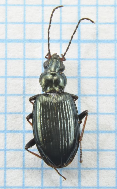 Bembidion (Bembidionetolitzkya) tibiale (Duftschmid, 1812)