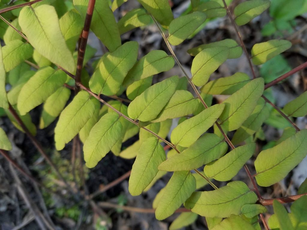 Osmunda regalis