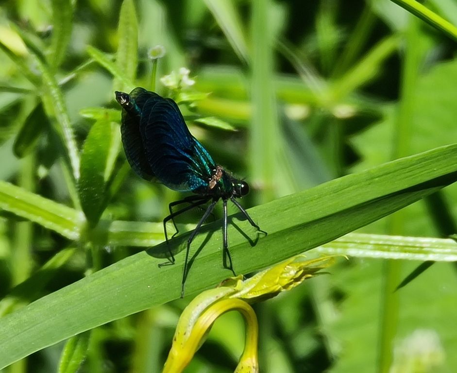 Calopteryx splendens (Harris, 1782)