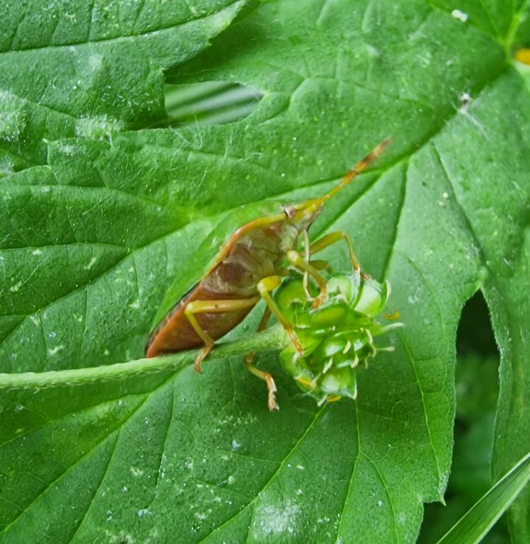 Palomena prasina (Linnaeus, 1761)