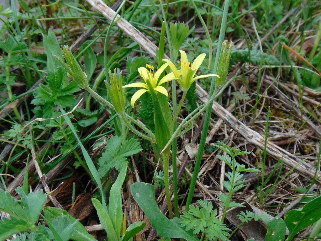 Gagea villosa (M.Bieb.) Sweet