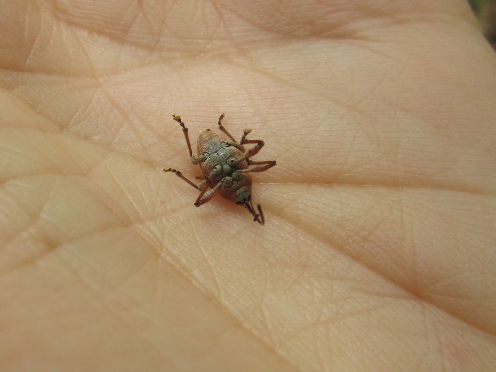 Curculio glandium Marsham, 1802