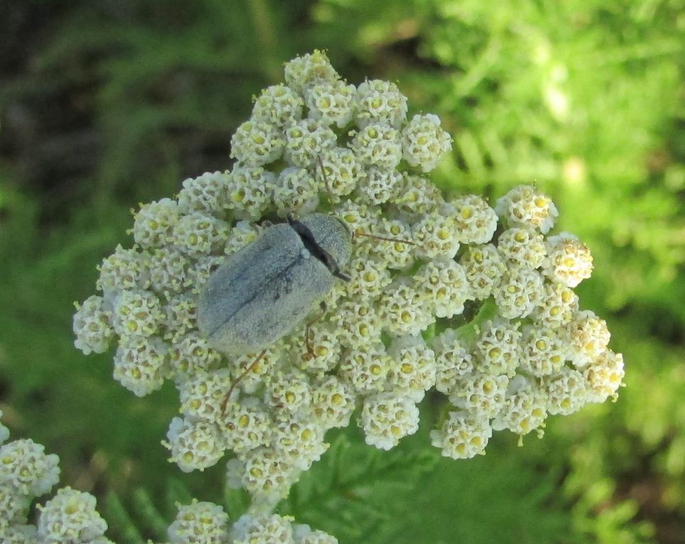Mycterus tibialis
