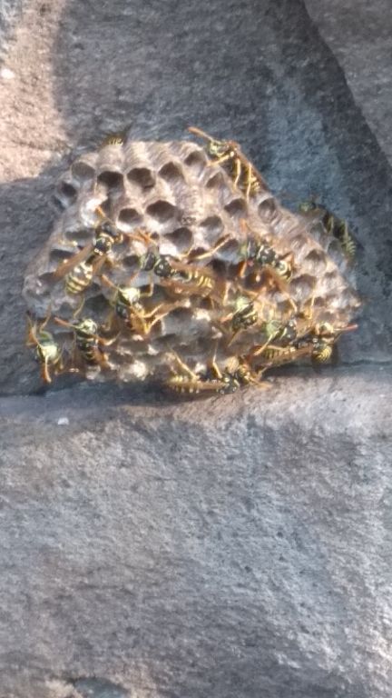 Polistes nimpha (Christ, 1791)