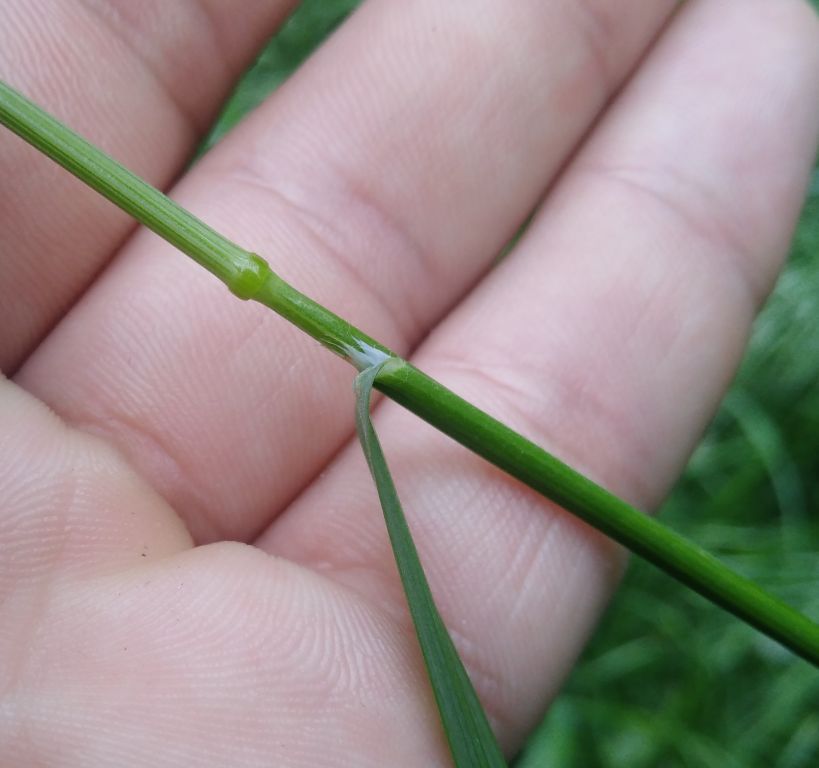 Bromus sterilis L.