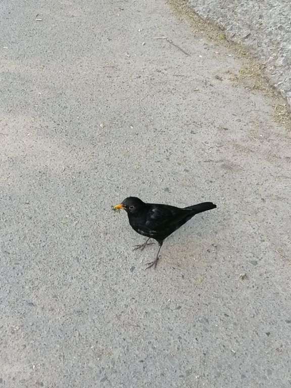 Turdus merula Linnaeus, 1758