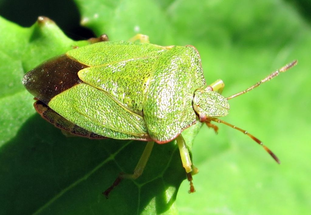 Palomena prasina (Linnaeus, 1761)