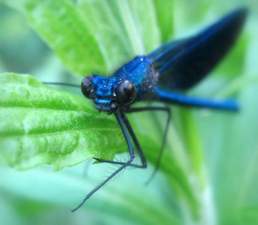 Calopteryx splendens (Harris, 1782)