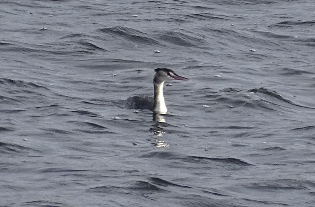 Podiceps cristatus (Linnaeus, 1758)
