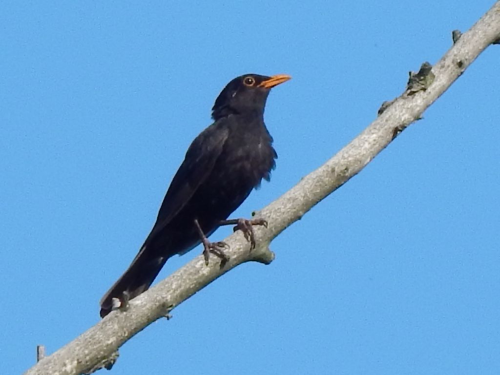 Turdus merula Linnaeus, 1758