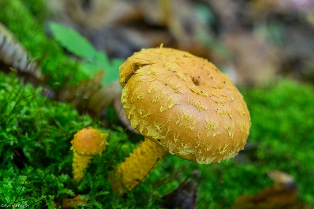 Pholiota flammans