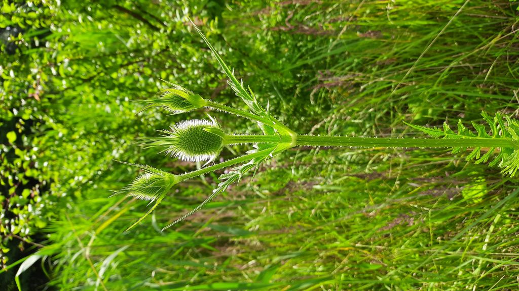 Dipsacus laciniatus L.