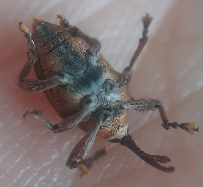 Curculio glandium Marsham, 1802