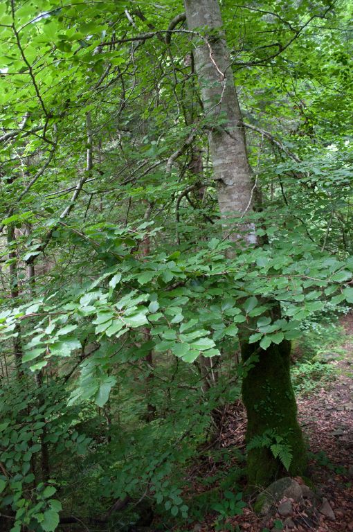 Fagus sylvatica L.