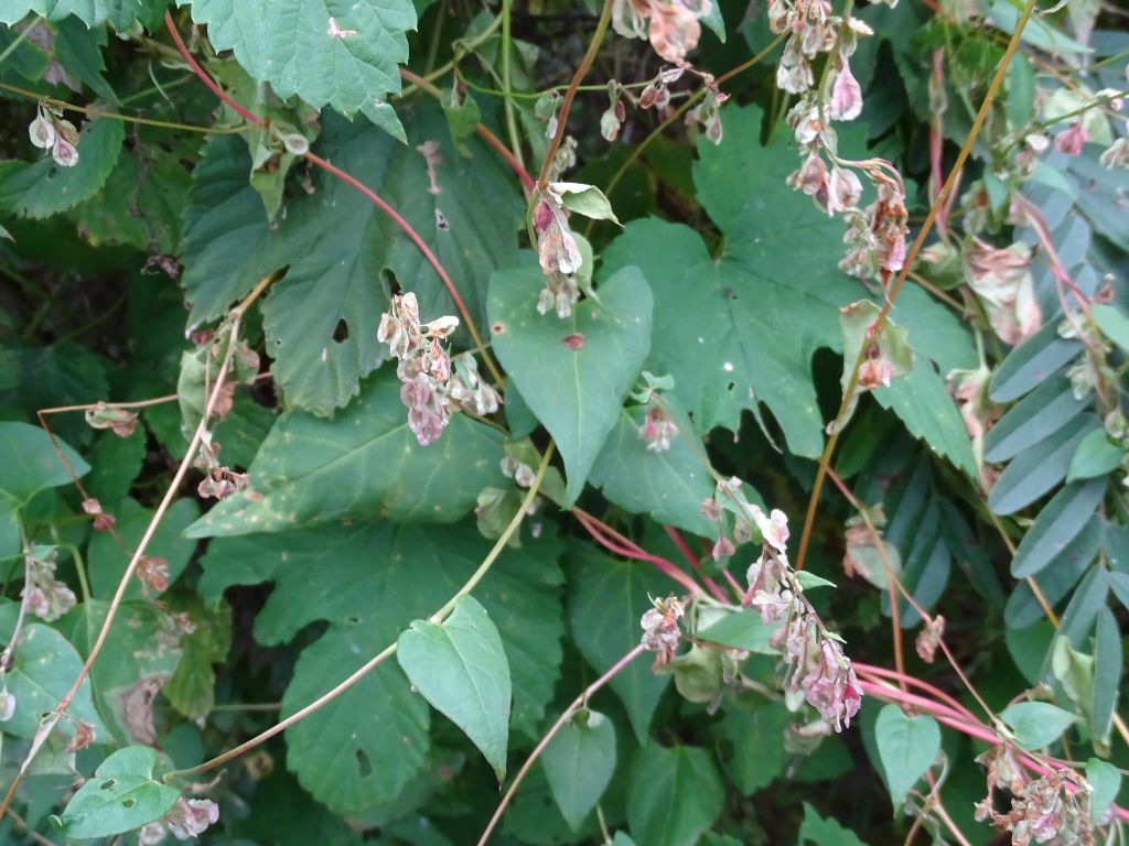 Fallopia dumetorum (L.) Holub