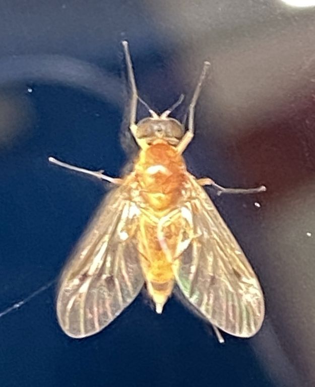 Rhagionidae Latreille, 1802