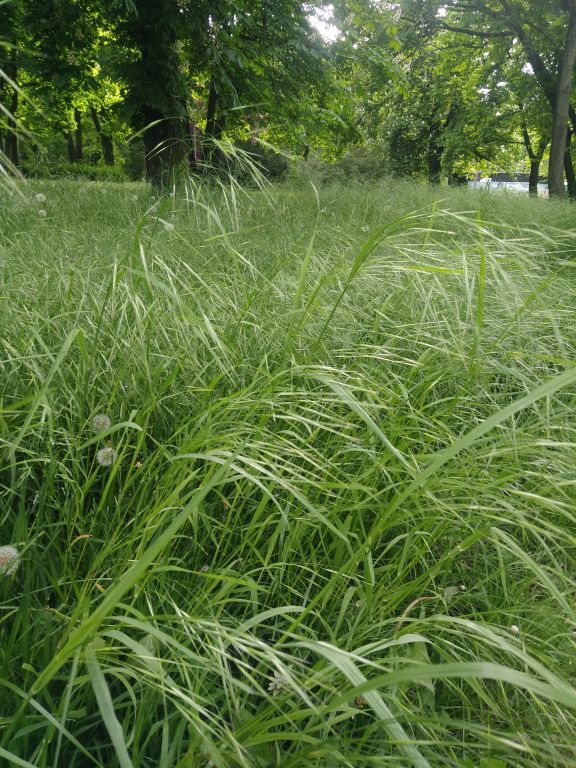 Bromus sterilis L.