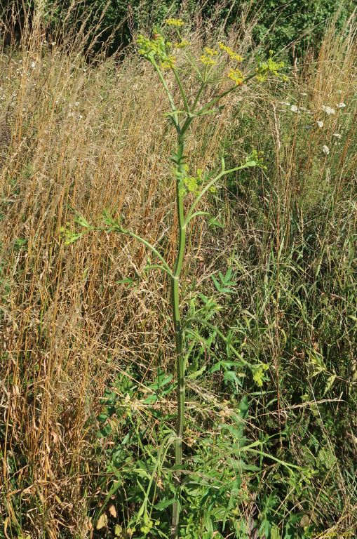 Pastinaca sativa L.