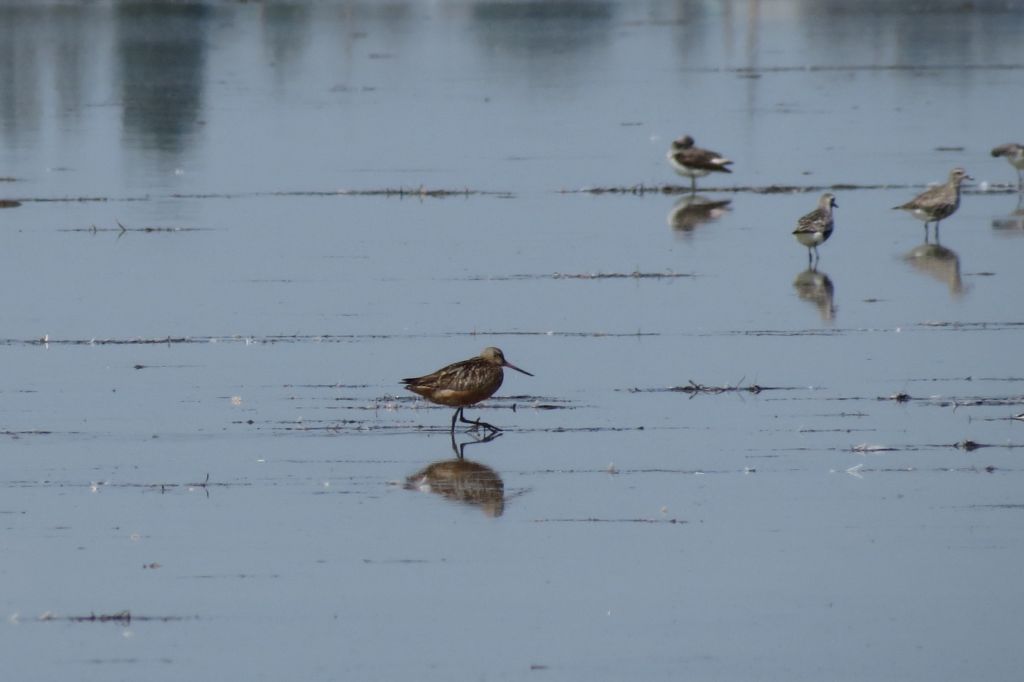 Limosa limosa (Linnaeus, 1758)