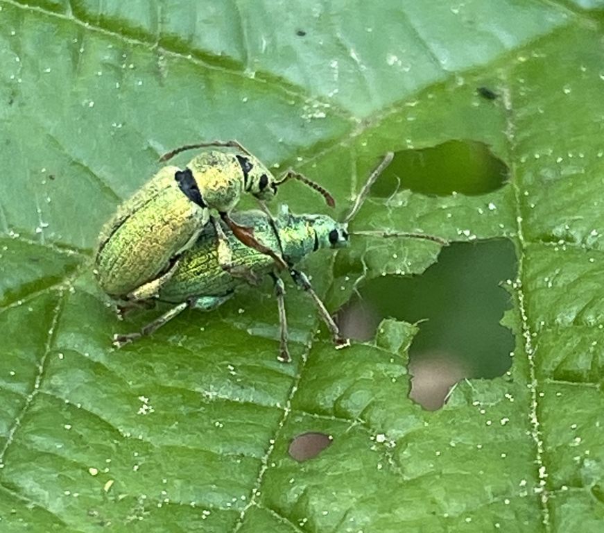 Phyllobius (Dieletus) argentatus (Linnaeus, 1758)