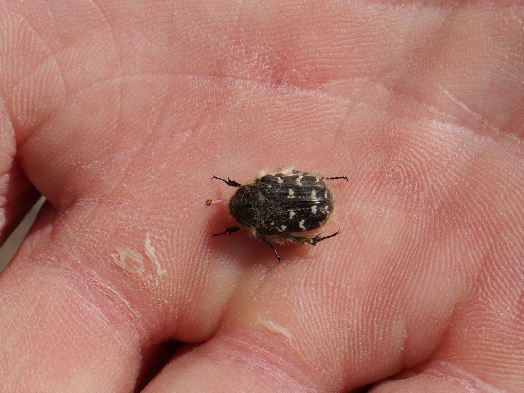 Tropinota (Epicometis) hirta (Poda, 1761)