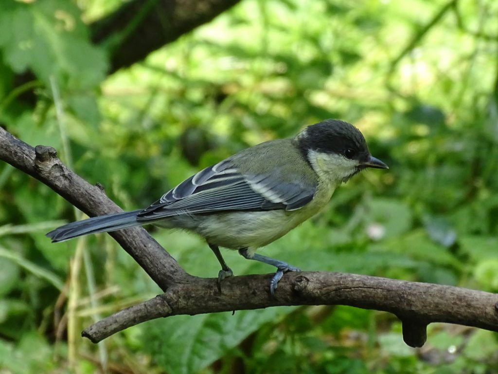 Parus major Linnaeus, 1758