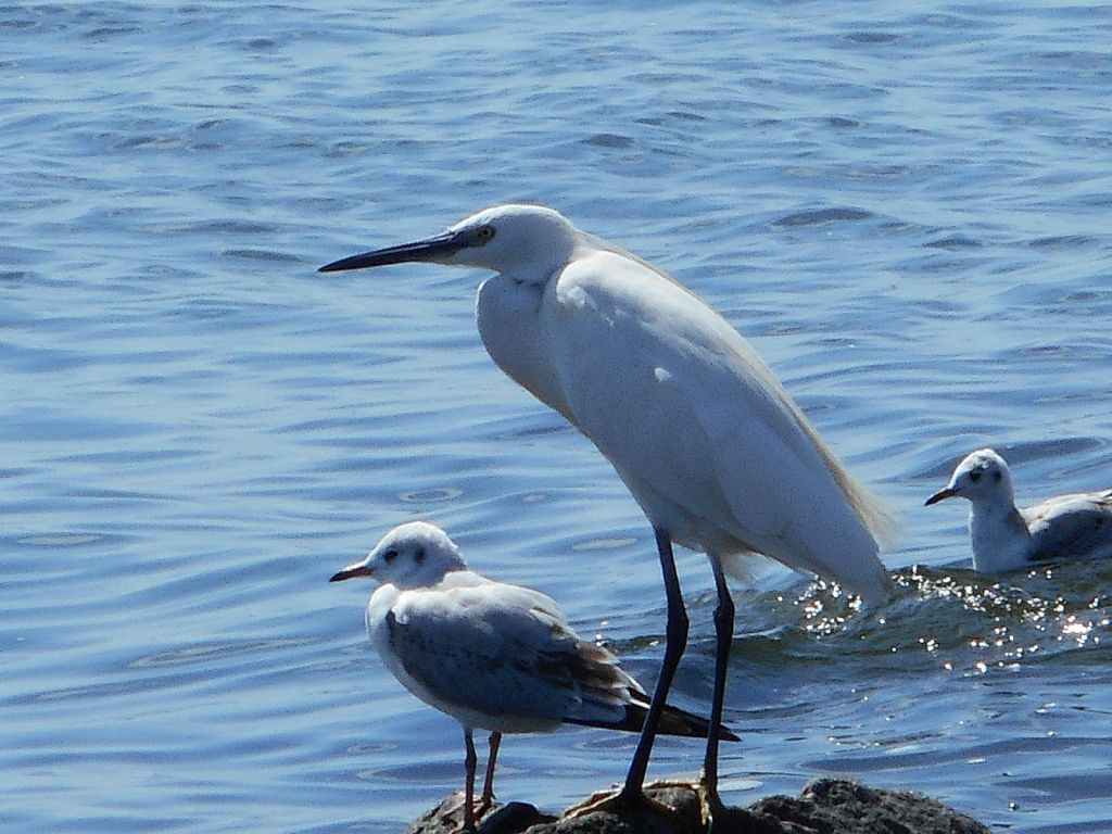 Egretta garzetta (Linnaeus, 1766)