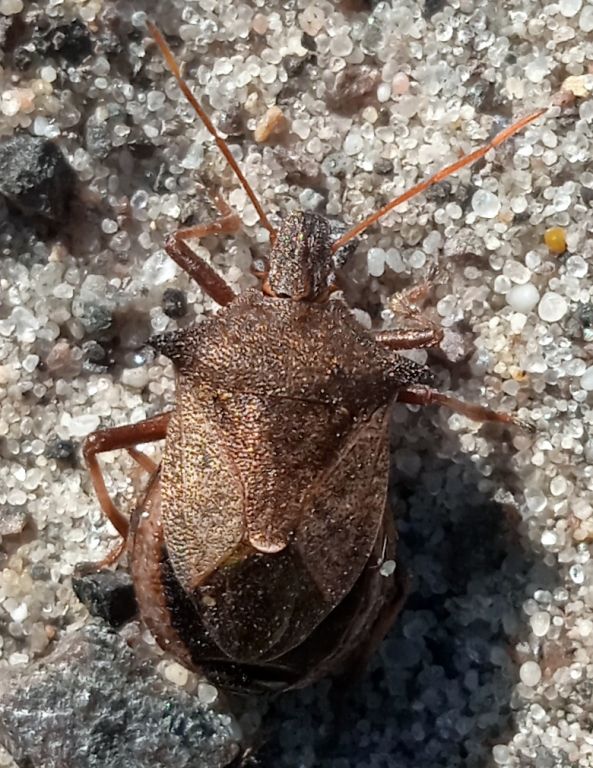 Picromerus bidens (Linnaeus, 1758)