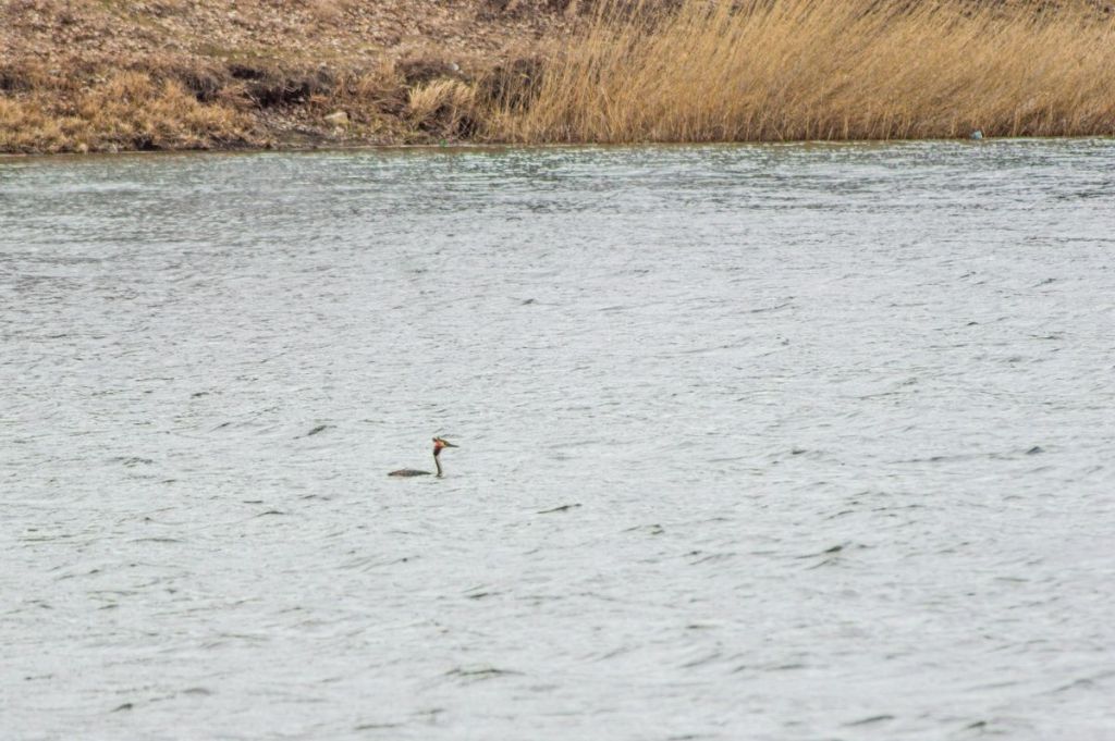 Podiceps cristatus (Linnaeus, 1758)