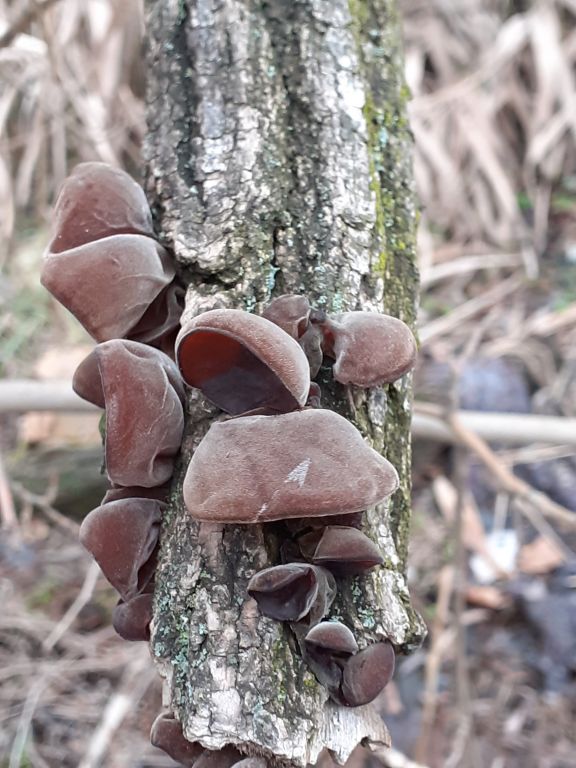 Auricularia auricula-judae (Bull.) J.Schröt.