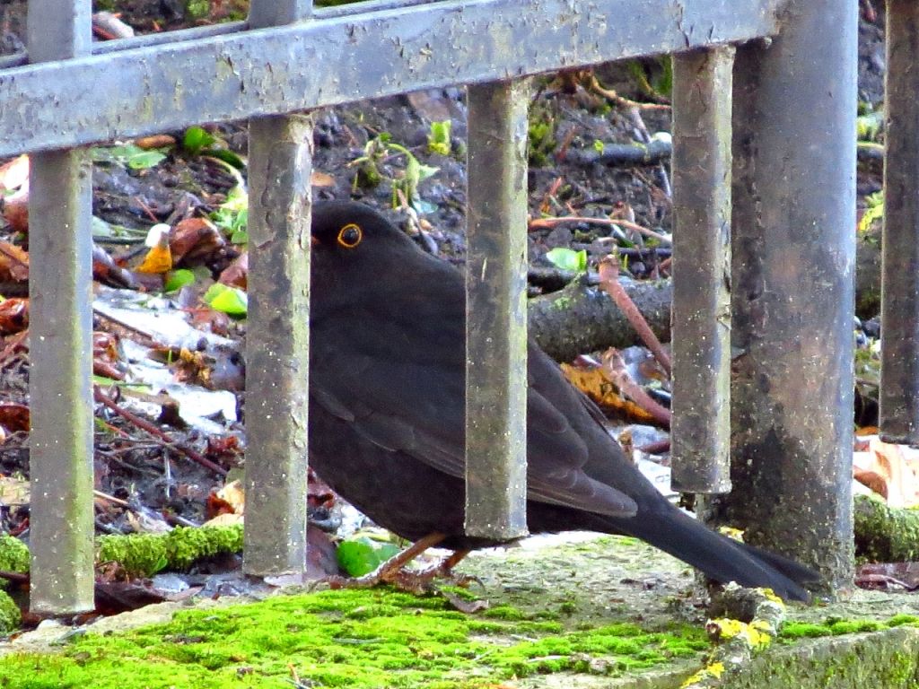 Turdus merula Linnaeus, 1758