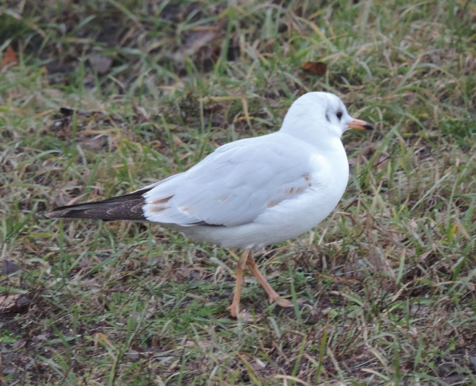 Chroicocephalus ridibundus (Linnaeus, 1766)