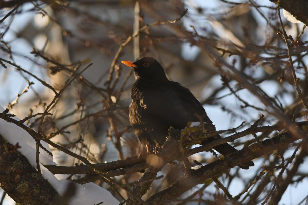 Turdus merula Linnaeus, 1758