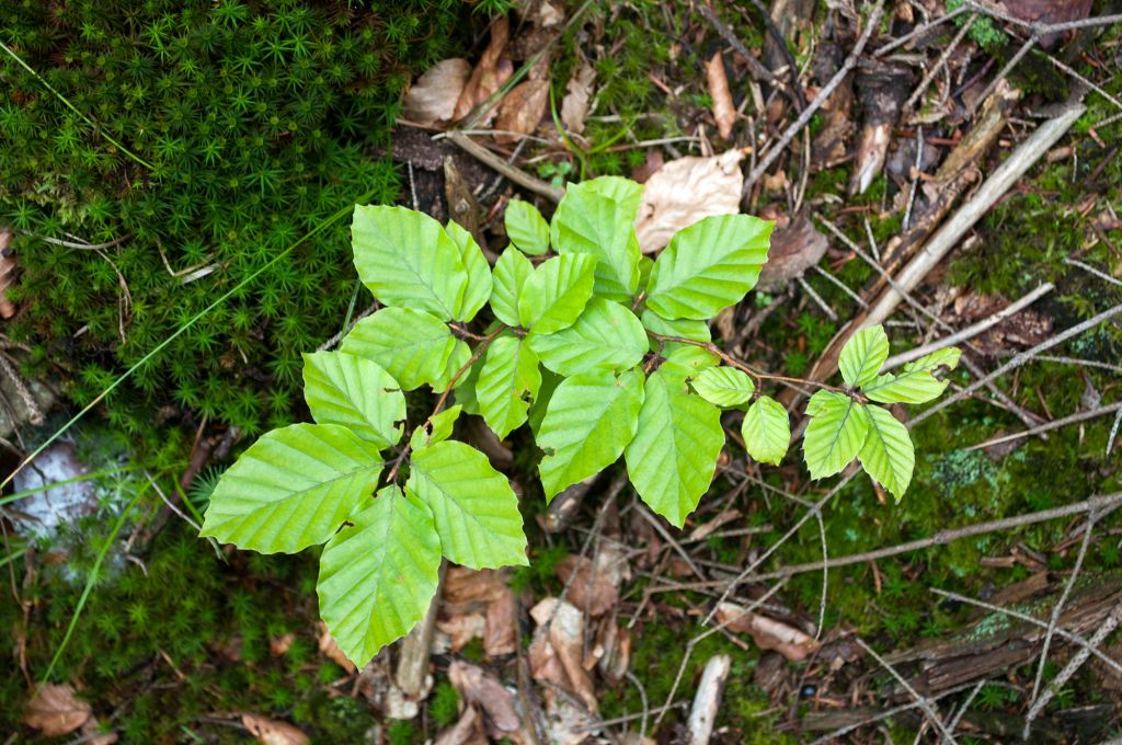 Fagus sylvatica L.
