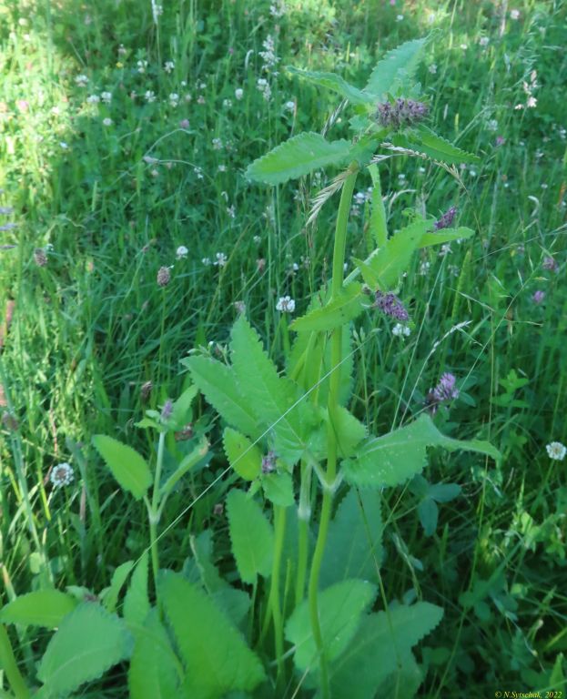 Betonica officinalis L.
