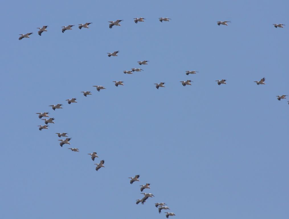 Pelecanus onocrotalus Linnaeus, 1758